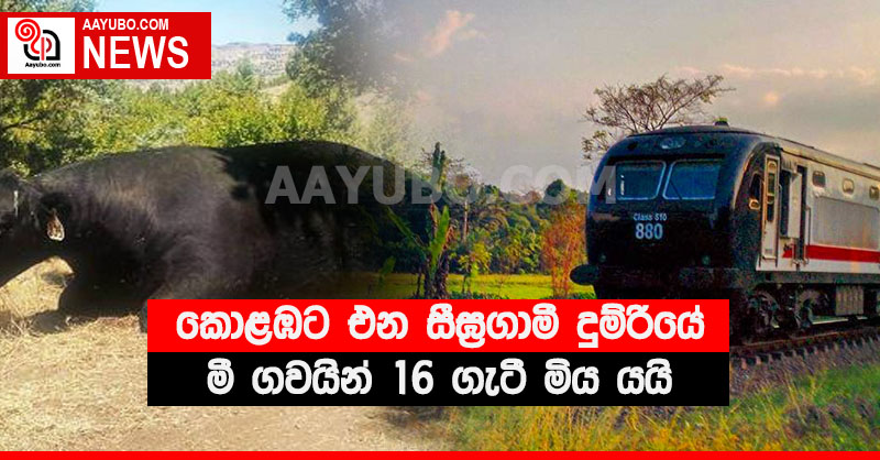 කොළඹට එන සීඝ්‍රගාමී දුම්රියේ මී ගවයින් 16 ගැටී මිය යයි