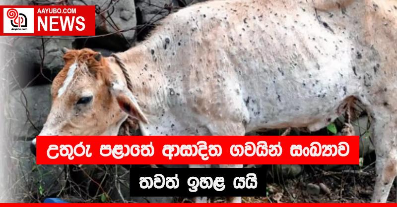 උතුරු පළාතේ ආසාදිත ගවයින් සංඛ්‍යාව තවත් ඉහළ යයි