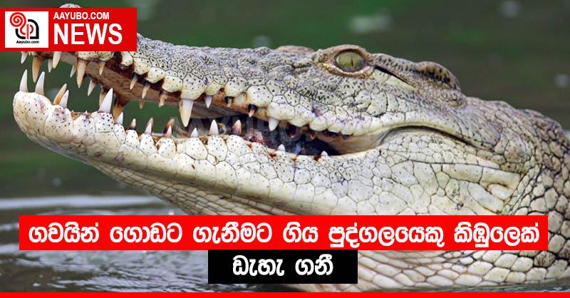 ගවයින් ගොඩට ගැනීමට ගිය පුද්ගලයෙකු කිඹුලෙක් ඩැහැ ගනී