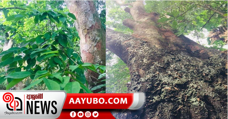 ලෝකයටම එකක් පමණක් ඇති කෲඩියා සෙලනිකා ශාකය දේවානි ජයතිලක මහත්මිය බේරා ගනී