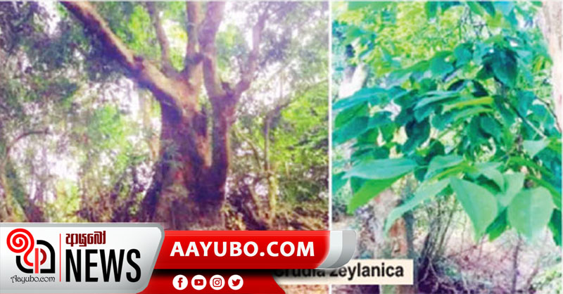 ඔබත් මේ ශාඛය දුටුවානම් තොරතුරු දැනුම් දෙන්න