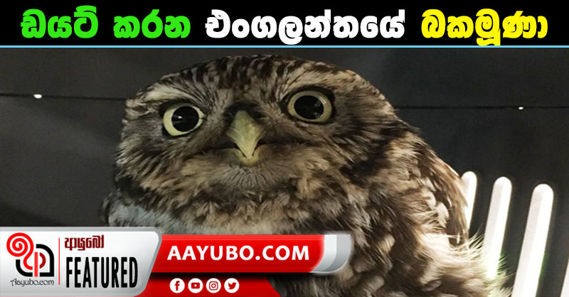 ඩයට් කරන එංගලන්තයේ බකමූණා