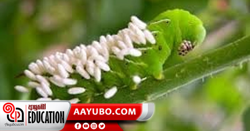 8 ශ්‍රේණිය විද්‍යාව: රූපාන්තරණය 