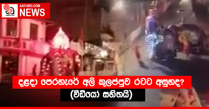 දළදා පෙරහැරේ අලි කුලප්පුව රටට අසුභද! (VIDEO)