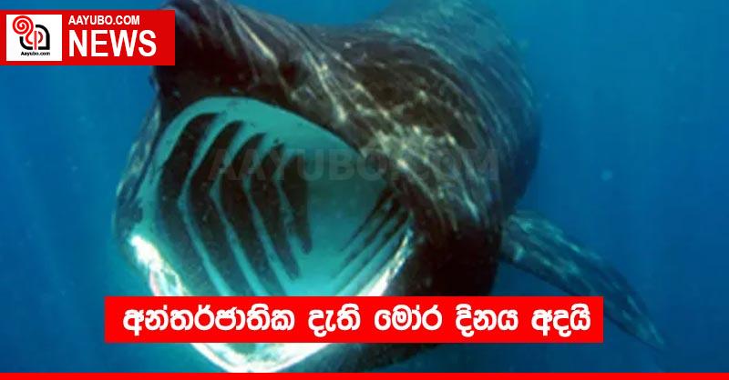 අන්තර්ජාතික දැති මෝර දිනය අදයි