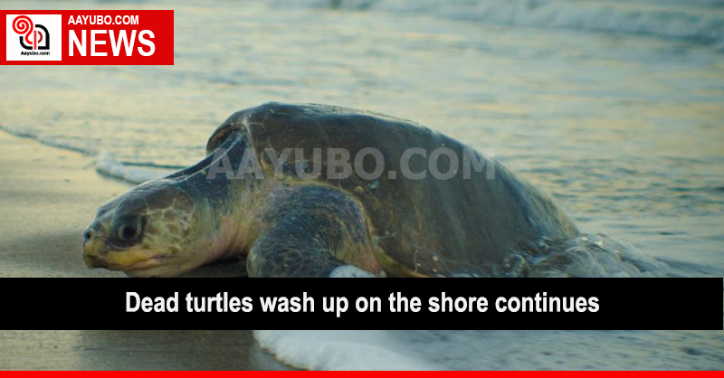 Dead turtles wash up on the shore continues