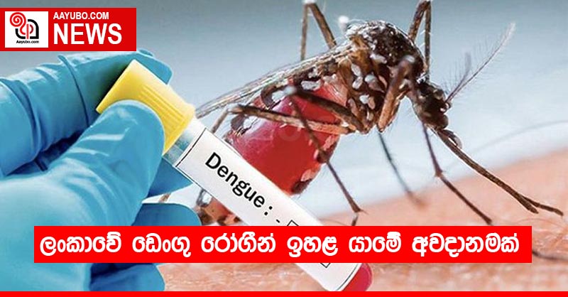 ලංකාවේ ඩෙංගු රෝගීන් ඉහළ යාමේ අවදානමක්