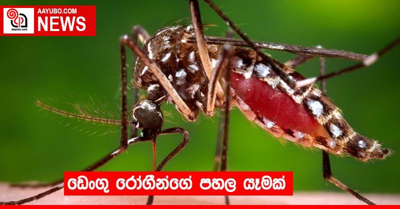ඩෙංගු රෝගීන්ගේ පහල යෑමක්