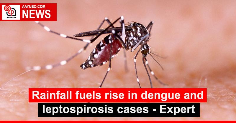 Rainfall fuels rise in dengue and leptospirosis cases - Expert