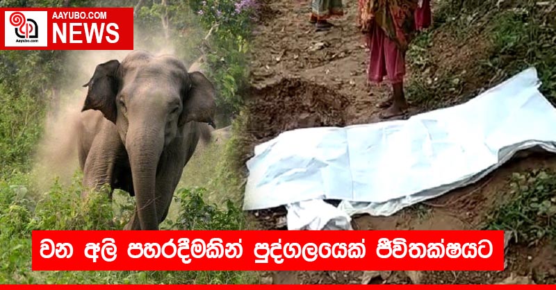 වන අලි පහරදීමකින් පුද්ගලයෙක් ජීවිතක්ෂයට