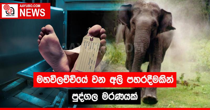 මහවිලච්චියේ වන අලි පහරදීමකින් පුද්ගල මරණයක්