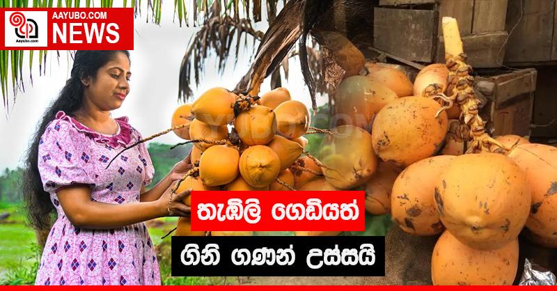 තැඹිලි ගෙඩියත් ගිනි ගණන් උස්සයි