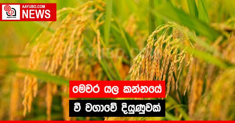 මෙවර යල කන්නයේ වී වගාවේ දියුණුවක්