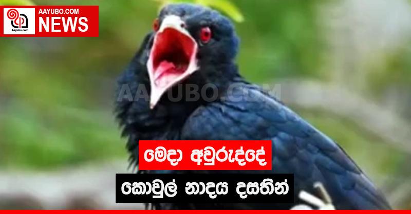 මෙදා අවුරුද්දේ කොවුල් නාදය දසතින්