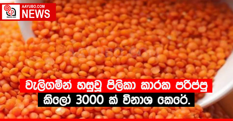වැලිගමින් හසුවූ පිලිකා කාරක පරිප්පු කිලෝ 3000ක් විනාශ කෙරේ