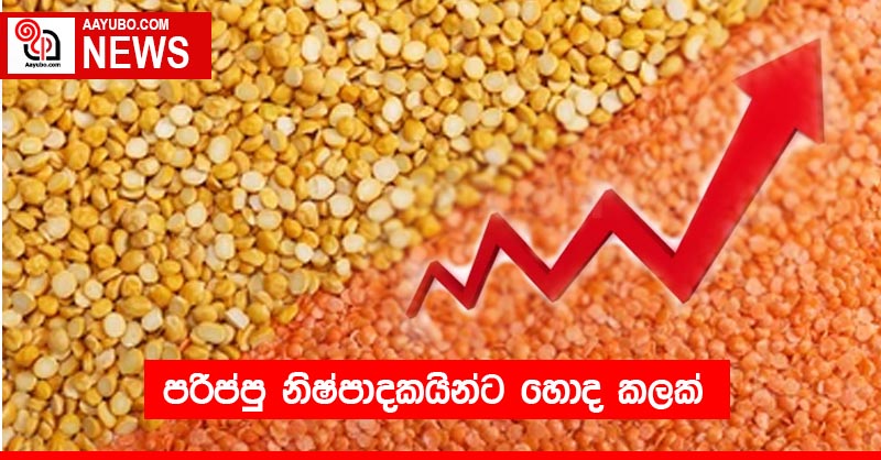 පරිප්පු නිෂ්පාදකයින්ට හොද කලක්