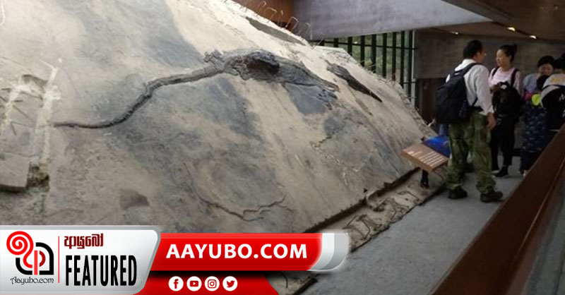චීනයෙන් සොයාගත් ඩයිනෝසර යුගයේ මුහුදු ජීවියා