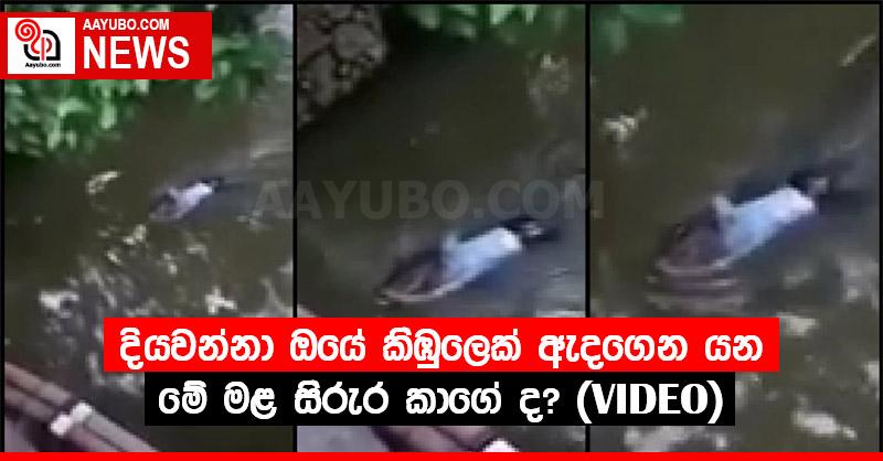 දියවන්නා ඔයේ කිඹුලෙක් ඇදගෙන යන මේ මළ සිරුර කාගේ ද? (VIDEO)