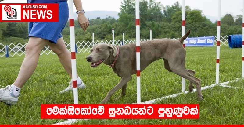 මෙක්සිකෝවේ සුනඛයන්ට පුහුණුවක් 