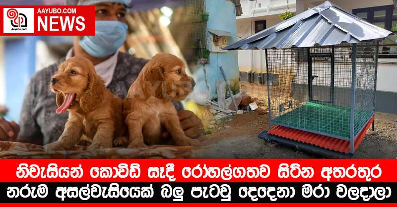 නිවැසියන් කොවිඩ් සෑදී රෝහල්ගතව සිටින අතරතුර නරුම අසල්වැසියෙක් බලු පැටවු දෙදෙනා මරා වලදාලා