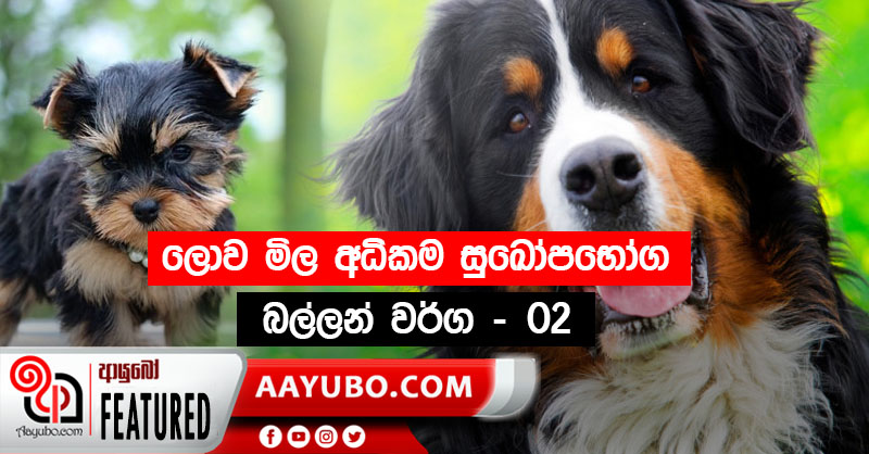 ලොව මිල අධිකම සුඛෝපභෝගී බල්ලන් වර්ග - 02 
