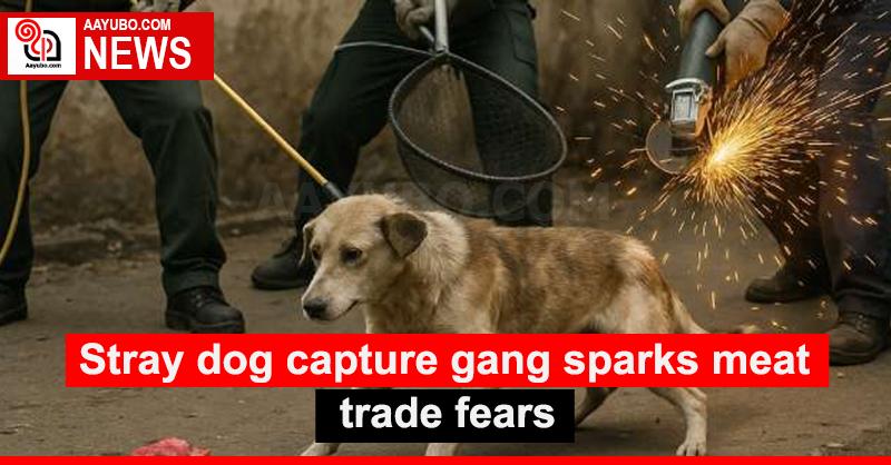 Stray dog capture gang sparks meat trade fears
