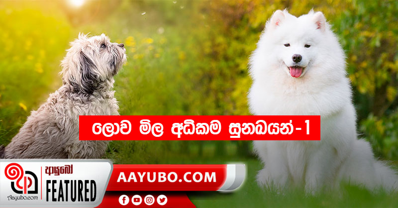 ලොව මිල අධිකම සුඛෝපභෝගී බල්ලන් වර්ග - 01 