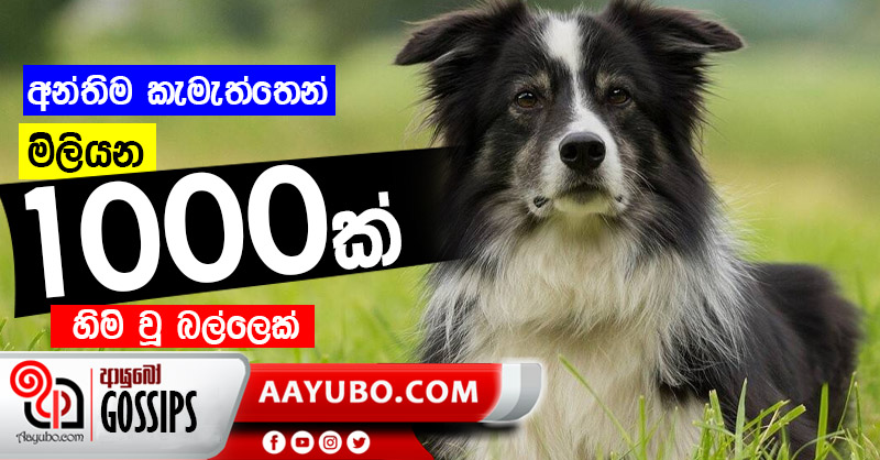 අන්තිම කැමැත්තෙන් මිලියන 1000ක් හිමි වූ බල්ලෙක්