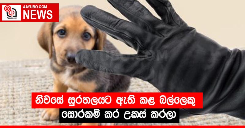 නිවසේ සුරතලයට ඇති කළ බල්ලෙකු සොරකම් කර උකස් කරලා