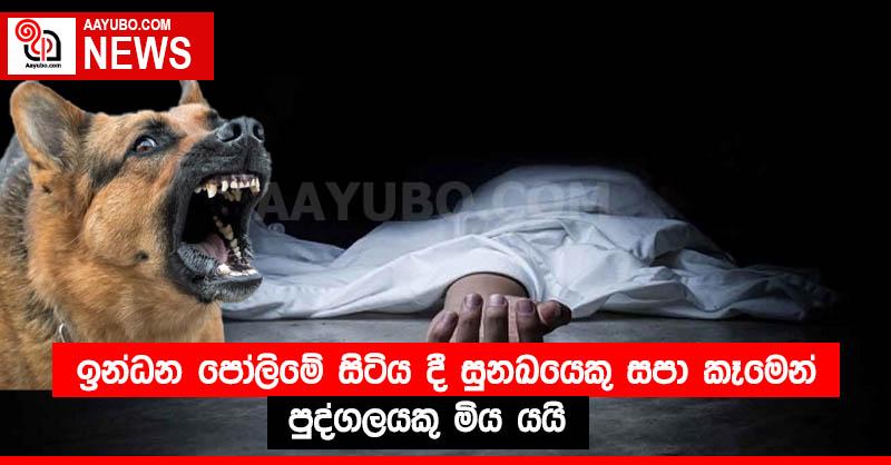 ඉන්ධන පෝලිමේ සිටිය දී සුනඛයෙකු සපා කෑමෙන් පුද්ගලයකු මිය යයි