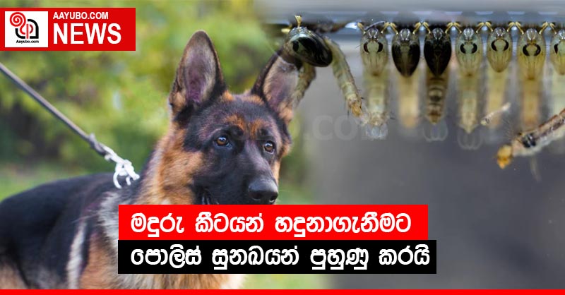 මදුරු කීටයන් හදුනාගැනීමට පොලිස් සුනඛයන් පුහුණු කරයි