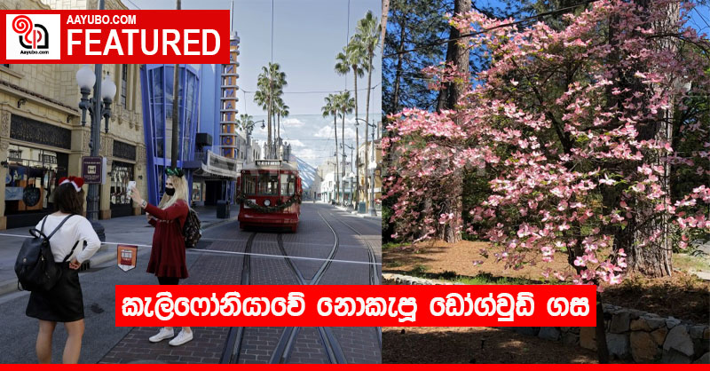 කැලිෆෝනියාවේ නොකැපූ ඩෝග්වුඩ් ගස