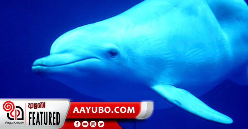 ඩොල්ෆින්ලත් කියන තරම් හොදද?