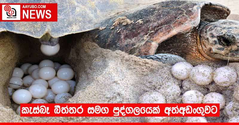 කැස්බෑ බිත්තර සමග පුද්ගලයෙක් අත්අඩංගුවට