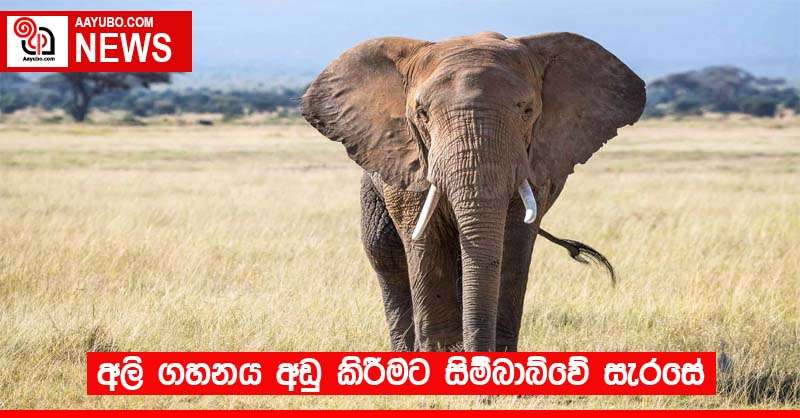 අලි ගහනය අඩු කිරීමට සිම්බාබ්වේ සැරසේ