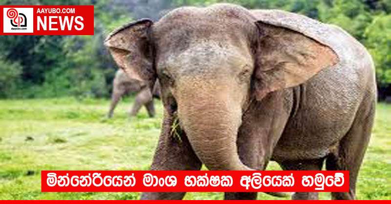 මින්නේරියෙන් මාංශ භක්ෂක අලියෙක් හමුවේ