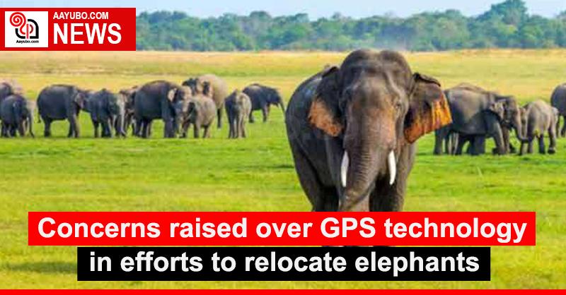 Concerns raised over GPS technology in efforts to relocate elephants