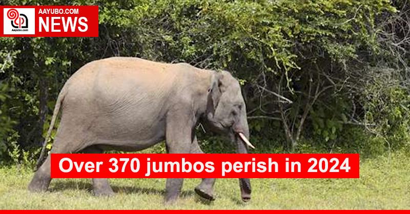 Over 370 jumbos perish in 2024