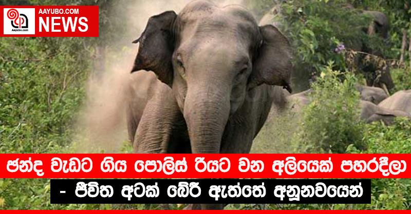 ඡන්ද වැඩට ගිය පොලිස් රියට වන අලියෙක් පහරදීලා - ජීවිත අටක් බේරී ඇත්තේ අනූනවයෙන්