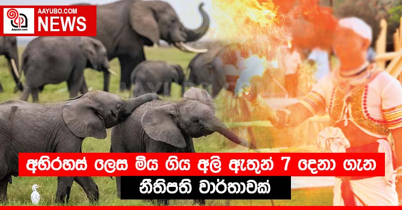 අභිරහස් ලෙස මිය ගිය අලි ඇතුන් 7 දෙනා ගැන නීතිපති වාර්තාවක්