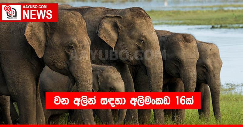 වන අලින් සඳහා අලිමංකඩ 16ක්