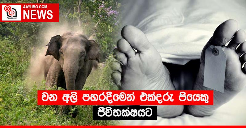 වන අලි පහරදීමෙන් එක්දරු පියෙකු ජීවිතක්‍ෂයට