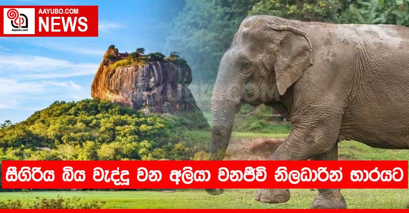 සීගිරිය බිය වැද්දූ වන අලියා වනජීවි නිලධාරීන් භාරයට