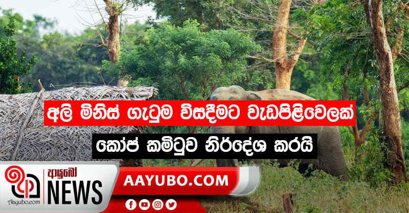 අලි මිනිස් ගැටුම විසදීමට මාස දෙකක් තුළ ක්‍රියාකාරී වැඩපිළිවෙලක් කෝප් කමිටුව නිර්දේශ කරයි