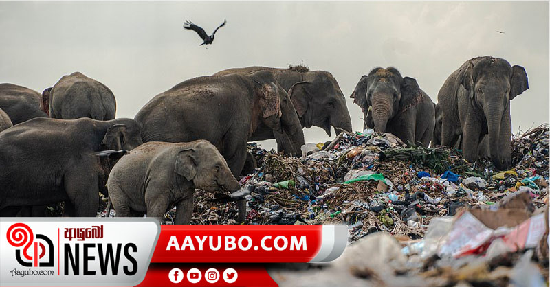 කුණු කන ලංකාවේ අලින්ගේ ඡායාරූප ජාත්‍යන්තරයේ හද කම්පා කරයි (PHOTOS)