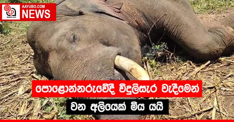 පොළොන්නරුවේදී විදුලි සැර වැදීමෙන් වන අලියෙක් මිය යයි