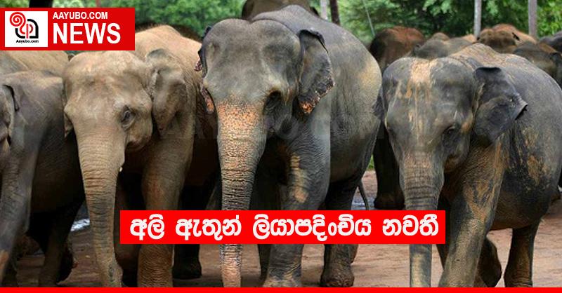 අලි ඇතුන් ලියාපදිංචිය නවතී