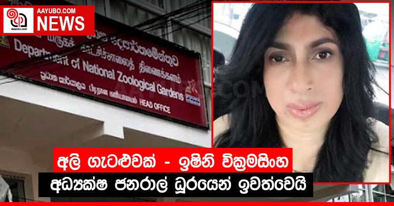 අලි ගැටළුවක් - ඉෂිනි වික්‍රමසිංහ අධ්‍යක්ෂ ජනරාල් ධූරයෙන් ඉවත්වෙයි
