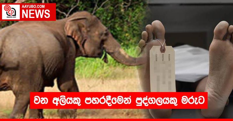 වන අලියකු පහරදීමෙන් පුද්ගලයකු මරුට