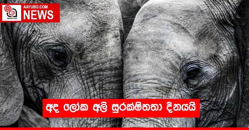 අද ලෝක අලි සුරක්ෂිතතා දිනයයි